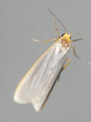 Réf. 309 295 : Eilema sp.